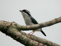 White-browed Shrike-babbler - male  - Kaeng Krachan NP