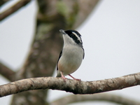 White-browed Shrike-babbler - male  - Kaeng Krachan NP