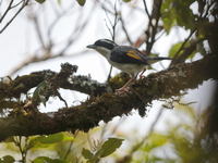 White-browed Shrike-babbler - male   - Khao Luang NP