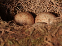 White-crowned Forktail - eggs  - Doi Ang Khang