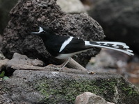 White-crowned Forktail  - Mae Wong NP