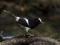 White-crowned Forktail  - Khao Luang Krung Ching NP