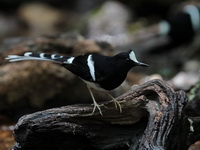 White-crowned Forktail  - Mae Wong NP