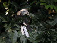 White-crowned Hornbill - female  - Khao Sok NP