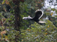 White-crowned Hornbill - female  - Khao Luang Krung Ching NP