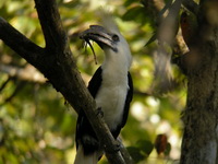 White-crowned Hornbill - male  - Khao Sok NP