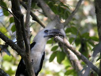 White-crowned Hornbill - male  - Khao Sok NP
