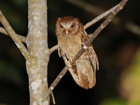 White-fronted Scops Owl  - Bala
