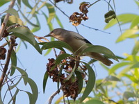 White-shouldered Starling  - Bueng Boraphet