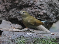 White-tailed Robin - female  - Mae Wong NP