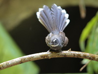 White-throated Fantail  - Mae Wong NP