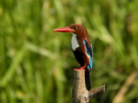 White-throated Kingfisher  - Phang Nga