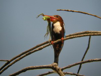White-throated Kingfisher  - Phuket