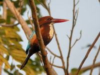 White-throated Kingfisher  - Doi Inthanon NP