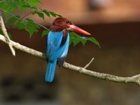 White-throated Kingfisher  - Baan Maka