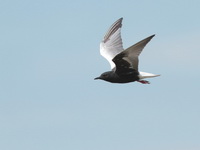 White-winged Tern - breeding  - Thale Noi