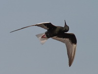White-winged Tern - breeding  - Phetchaburi