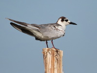 White-winged Tern  - Thale Noi