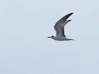 White-winged Tern  - Phuket