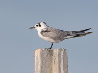 White-winged Tern  - Thale Noi