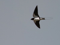 Wire-tailed Swallow  - Huay Tueng Tao