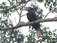 Wreathed Hornbill - female  - Khao Yai NP