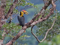 Wrinkled Hornbill - male  - Bala