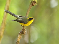 Yellow-bellied Fantail  - Doi Lang