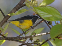 Yellow-bellied Flowerpecker - male  - Doi Inthanon NP