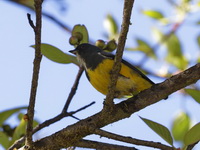 Yellow-bellied Flowerpecker - male  - Doi Inthanon NP