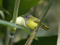 Yellow-bellied Warbler  - Kaeng Krachan