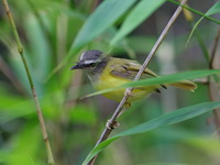 Yellow-bellied Warbler  - Khao Pra Bang Khram WS