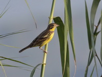 Yellow-breasted Bunting - male  - Mae Ai
