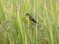 Yellow-breasted Bunting - male  - Chiang Mai