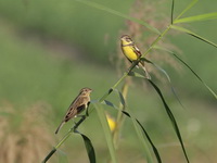 Yellow-breasted Bunting  - Mae Ai