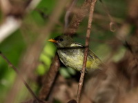 Yellow-breasted Flowerpecker - juvenile  - Khao Luang Krung Ching NP