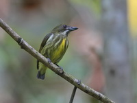 Yellow-breasted Flowerpecker  - Bala