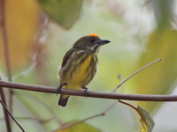 Yellow-breasted Flowerpecker  - Sa Nang Manora FP