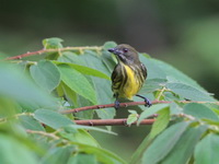Yellow-breasted Flowerpecker  - Khao Luang Krung Ching NP