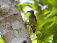 Yellow-eared Spiderhunter  - Thale Ban NP