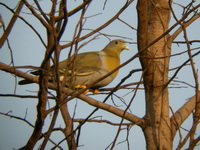 Yellow-footed Green Pigeon  - Huay Kha Kaeng WS