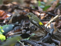 Yellow-rumped Flycatcher - female  - Baan Maka