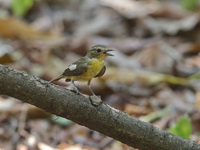 Yellow-rumped Flycatcher - female  - Baan Maka