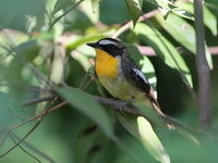 Yellow-rumped Flycatcher - immature male  - Koh Man Nai
