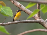 Yellow-rumped Flycatcher - immature male  - Koh Man Nai