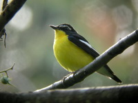 Yellow-rumped Flycatcher - male  - Khao Luang Krung Ching NP