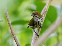 Yellow-vented Flowerpecker  - Phang Nga