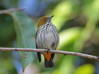 Yellow-vented Flowerpecker  - Khao Yai NP