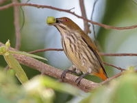 Yellow-vented Flowerpecker  - Nam Nao NP