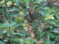 Yellow-vented Green Pigeon - male  - Kaeng Krachan NP